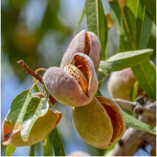 Саженец миндаля Антик 