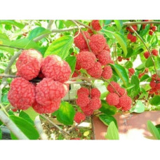Саженец кудрании (женское растение)